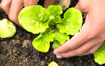 Community Garden