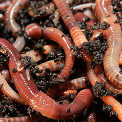 Worm Composting